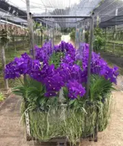 Set of 4-5 orchids!! Vanda Orchid (Patchara Blue) Seedlings Young Plants