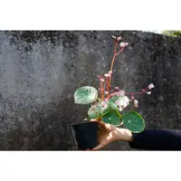 在飛比找蝦皮購物優惠-菲律賓秋海棠 Begonia sp.｜室內觀賞植物 耐陰｜植