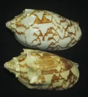 70 , 78 mm 2 Pcs Cymbiola Vespertilio Volute Seashell GREAT PATTERN Combine Ship