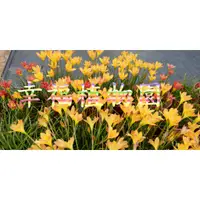 在飛比找蝦皮購物優惠-[幸福植物園]風雨蘭  國王的贖金(Zephyranthes