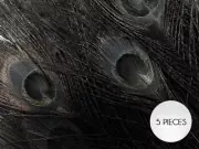 5 Pieces – Black Bleached & Dyed Peacock Tail Eye Feathers 10-12” Long Halloween