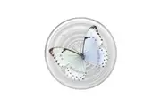 PopSockets Universal PopGrip Plant Whisper Moth