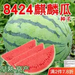 8424麒麟少籽西瓜種子 無籽特大高産巨型甜王南方四季水果種孑【酷農種業】