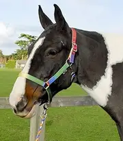 Rhinegold Rainbow Headcollar and Matching Rope Set