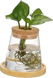 Totority Glass Hydroponic Plant Vase Modern Indoor Propagation Station for Stylish Rooting Display Compact Decorative Flower Holder for Table Office Decor