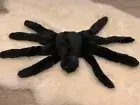 Pottery Barn Sammy The Spider Shaped Pillow Black Alpaca Faux Fur Halloween NWT