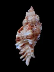Sea shells- Naquetia cumingii- 46mm