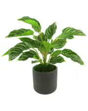 Creative Displays Rohdea Japonica Bush In Fiberstone Pot