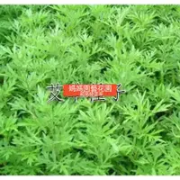 在飛比找蝦皮購物優惠-送園藝5件套新品種【壹灣齣貨】食用艾草種子藥用 艾草種子 艾