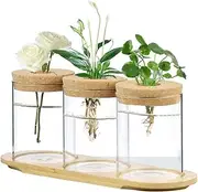Plant Propagation Pot Desktop Propagation Glass Container, Glass Container with Cork and Wooden Tray for Indoor Planting, Suitable for Indoor Plant Desktop Home, Office Decoration