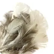 Natural Grey White Pheasant Feather Plumage x 10pcs