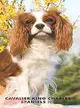 Cavalier King Charles Spaniels 2011 Calendar