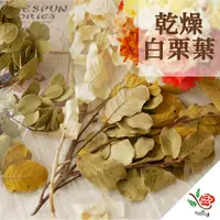 在飛比找PChome24h購物優惠-【極度花燥】乾燥白栗葉