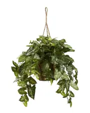 Nearly Natural Nepthytis Hanging Basket