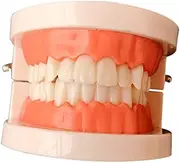 DECORNIJIA Standard Teeth Model for Educational Tooth Brushing Model for Teaching Oral Hygiene for Classrooms and Home Learning