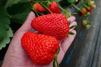 在飛比找Yahoo!奇摩拍賣優惠-草莓苗 2018新品種 蜜香草莓 香水+豐香品種的完美結合