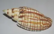 78 mm GREAT Lyria Kurodai Volute Seashell From Sulawesi Tengah Indonesia #A3
