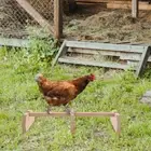 Hen Stand Chicken Roosting Bars for Coop Bird Perch Standing Perches Hens