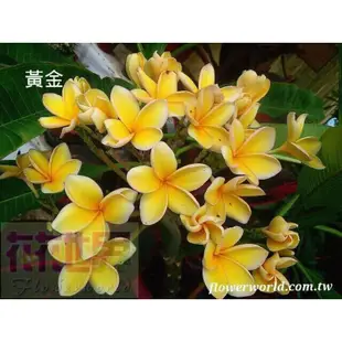 花花世界-景觀植物雞蛋花-黃金香水5吋盆高25-35 cm色彩鮮豔亮麗