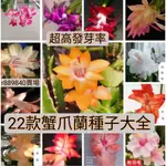 灣灣【超高發芽率】重瓣大花蟹爪蘭種籽 多色 四季開花陽臺品種種子 進口種子 花卉種子大全 易養易活