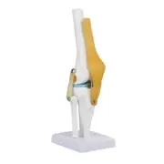 Life Size Human Knee Joint Model For Skeleton Anatomy Study Teach Tool New