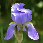 Orris Root Absolute, Iris pallida, 100% Pure Plant Extract, Perfume, Perfumery