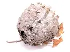 NATURAL PAPER WASP BEE HORNET HIVE NEST ON BRANCH