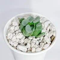 在飛比找蝦皮購物優惠-『Succulents』蜃氣樓萬象🏙