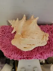 Large Conch Type Shell Approximately 9" long