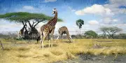 africa animals giraffe savanna W. Spielende Tile Mural Backsplash Marble Ceramic