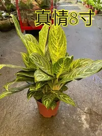 在飛比找Yahoo!奇摩拍賣優惠-^花草巷弄^ 8吋盆 // 真情粗勒草 // 粗勒草 // 