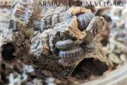 10 Armadillidium vulgare "wild type" - Includes heat pack & insulation | Live