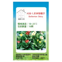 在飛比找PChome24h購物優惠-H38-1.非洲菊種子