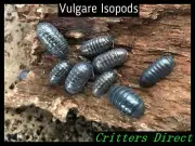 Vulgare Isopods (Roly Polys), By Critters Direct