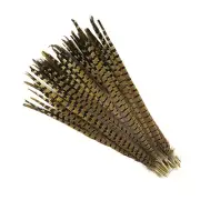 ENGLISH RINGNECK PHEASANT Natural Feathers 14-16" Halloween/Hats/Costume/Bridal