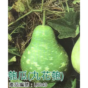 【醬米資材】DIY種子栽種 成就滿滿~匏瓜(丸花匏)