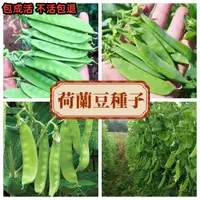 在飛比找蝦皮購物優惠-【荷蘭豆種子】 大莢荷蘭豆軟莢 四季播種 蔬菜種子應季蔬菜種