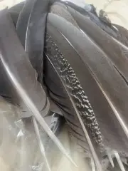 Random Feather Mix 20+ Pieces, Black/brown Pheasant Feathers. Natural 20-30cm