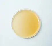 Malt Extract Agar MEA Plates for Mushroom Cultivation 20 Plates