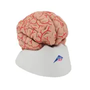 3B Scientific Human Brain Model with Arteries, 9 part Anatomical Anatomy C20 New
