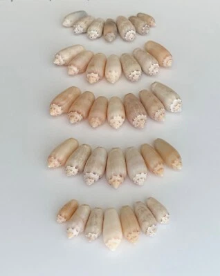 35 Olive seashells .5”-1" beach crafts wedding natural shine craft shells USA