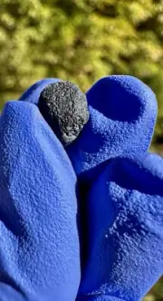 meteorite: Ait Saoun, Prob. EH3. Weight 0.443grams.