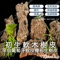 在飛比找蝦皮購物優惠-鹿角蕨上板 園藝 鹿角蕨板 初生軟木 樹皮板 香檳木 香檳樹