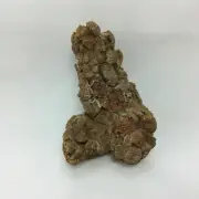 Coprolite Specimen 170805 Petrified Turtle Poop Stone Fossil Metaphysical