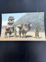 Camels At Peking Circa 1910 Postcard