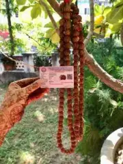 5 Mukhi RUDRAKSHA Rudraksh Mala ROSARY 108+1 Big Beads 18-20 mm, 72-75 " Red