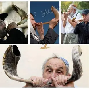 小號中號大號 |小芯ag1n| shofar 爆品天然真以色列公羊角號角rams horn