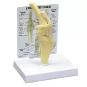 Canine GPI Anatomical Model SUPER SET of 12 LFA#9207 Make Offer !
