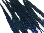 10 Pieces - 18-22" Blue Dyed Over Natural Long Ringneck Pheasant Tail Feathers