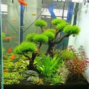 Mini Driftwood Tree ( Moss Not Included ) - 3 Heads For Fish Shrimp Snail Tank Aquarium